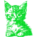 kitten