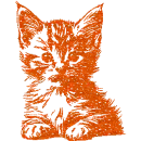 kitten