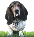 basset hound