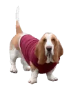 basset hound