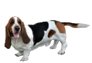basset hound