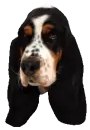 basset  hound