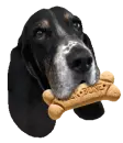 basset hound