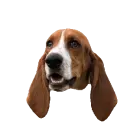 basset hound