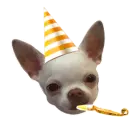 birthday dog