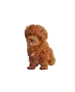 cute dog