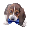 basset hound