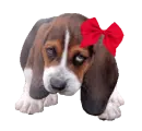 basset hound