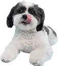 cute dog