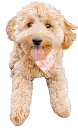 poodle