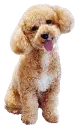 poodle