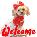 welcome