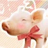 Happy Pig