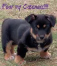 Fear my cuteness!!!