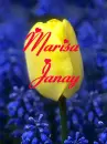 Marisa Janay tulip
