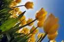 Yellow tulip field