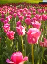 Pink Tulip Field