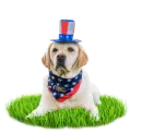 4th of july