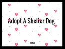Shelter Dog