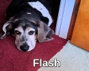 Flash Visiting Me