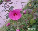 Pink Flower Background