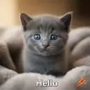 Grey Kitten 