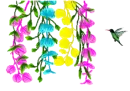 hummingbird