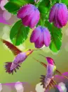 hummingbirds