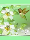 hummingbird