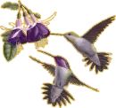 hummingbirds
