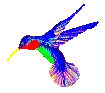 hummingbird