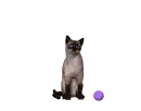cat playing
