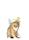 kitty angel