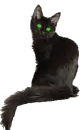 black cat