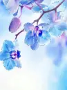 blue flowers