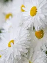 white flowers