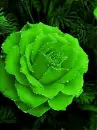 green rose