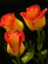 orange roses