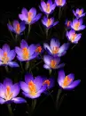 purple crocus