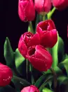 red tulips