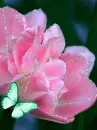pink flowers
