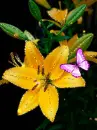 yellow lilies