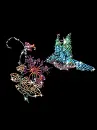 hummingbird