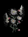 hummingbirds