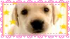 cute puppy
