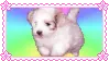 cute puppy