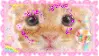 cute kitty