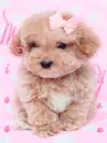 cutest toy poodle