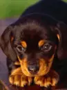 rottweiler puppy