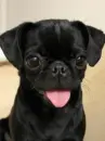 pug puppy